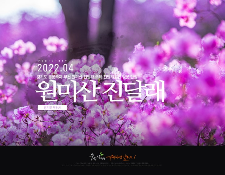 경기도 봄꽃축제 부천 원미산 진달래 축제 진달래동산 벚꽃 만발