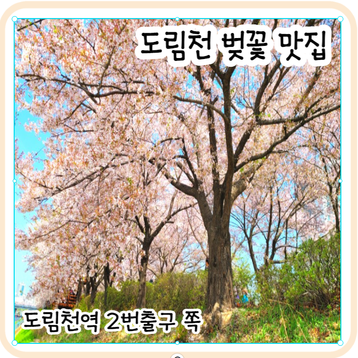 서울 도림천역 벚꽃 지금 당장 가세요!4월 11일 개화현황 만개,위치