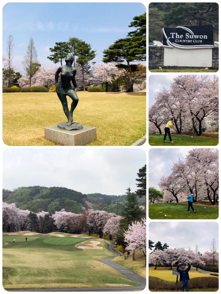 수원CC (수원 컨트리클럽)<b>벚꽃</b> <b>향연</b>과 명랑골프 기쁨