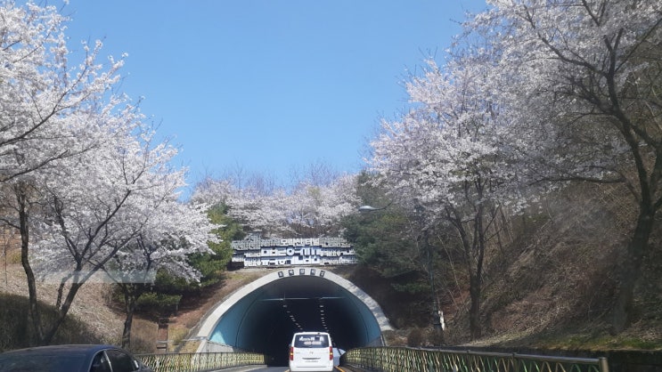  벚꽃놀이~(사회적응 훈련)