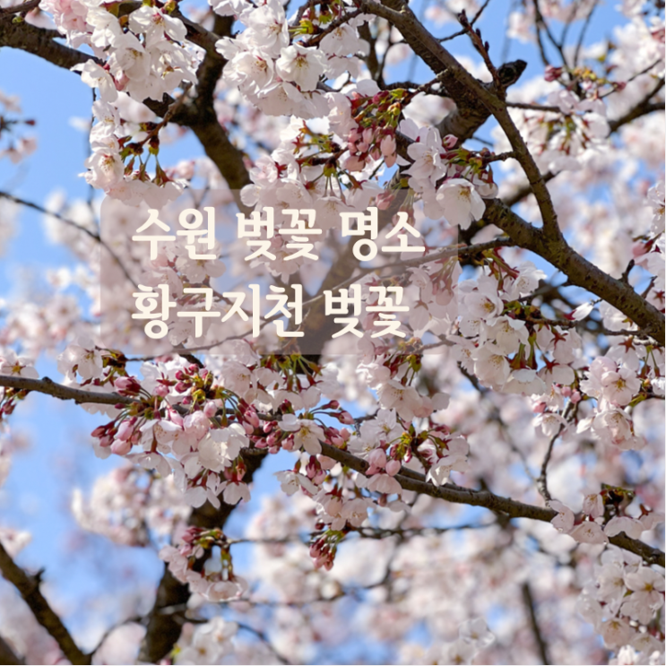 경기도 수원벚꽃명소 찾아 다녀온 황구지천 벚꽃 나들이 (22/4/9일 방문)