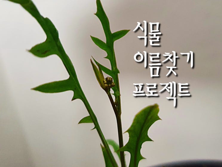  잡초 혹은 잡목 키우기(식물 이름 찾기 프로젝트)