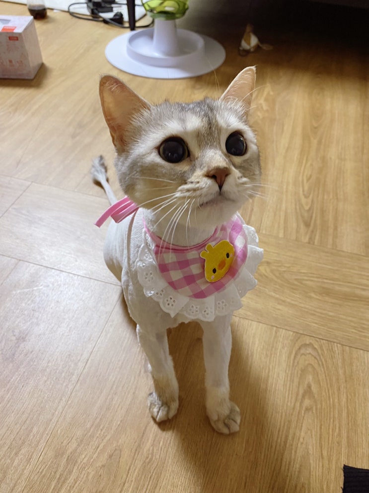  야옹아놀자에서 고양이 미용하고 왔어요(f. 내돈내산 로라 스카프)