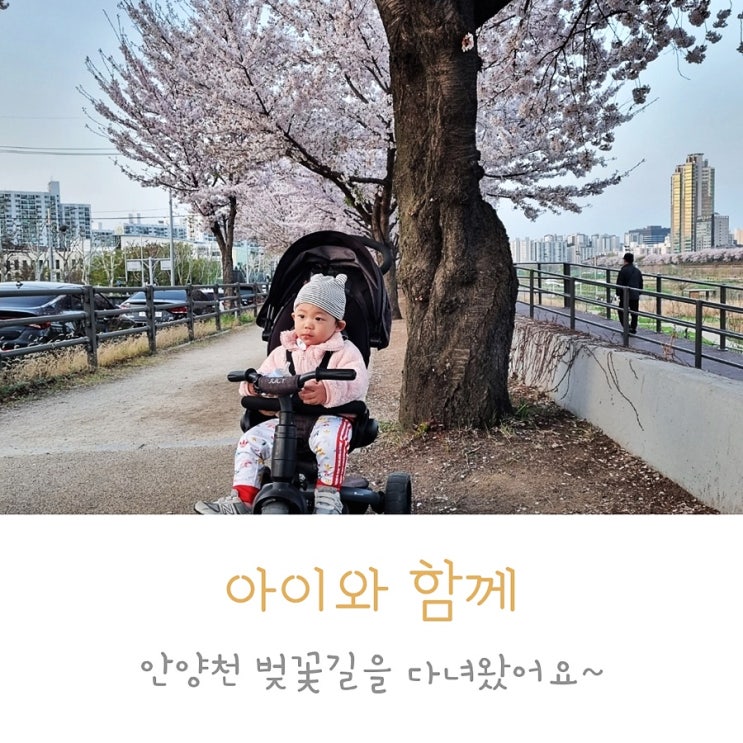 안양천 벚꽃을 보러 아이와 함께 다녀왔어요.