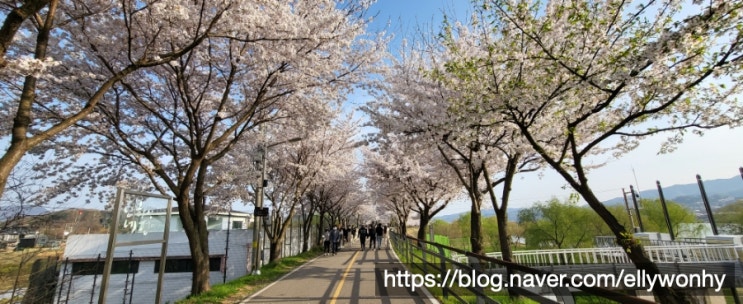 양평 갈산공원 벚꽃은 만개~~봄나들이 물소리길 산책 주차장
