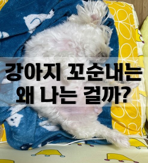  강아지 꼬순내는 왜 나는 걸까요?
