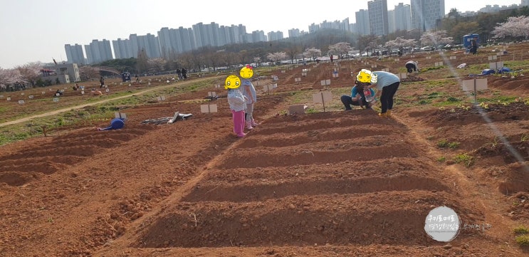  주말농장 4월 작물 심기 와 파종하기(상추, 쪽파, 감자, 완두 콩, 딸기, 대파, 들깨, 열무)