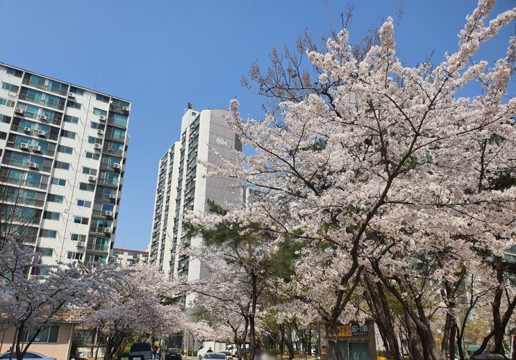 2022 벚꽃 개화시기 및 우리 동네 벚꽃 명소