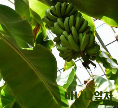 꼭 알고 먹는 바나나잎차 다양한 효능과 부작용