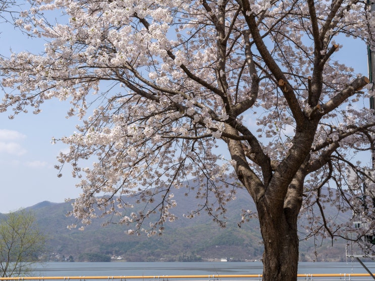  서울근교 광주시 팔당벚꽃 드라이브길 개화 / 정암천 벚꽃 팔당물안개공원