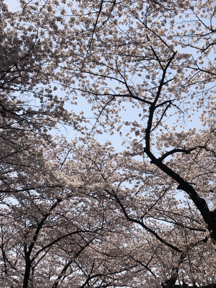  도당산 벚꽃 보기 뚜비와 함께️ 등나무 집에서 두부김치와 막걸리 한 사발