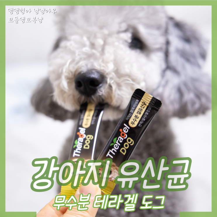  테라겔 도그 강아지 유산균으로 기호성 좋은 장 영양제