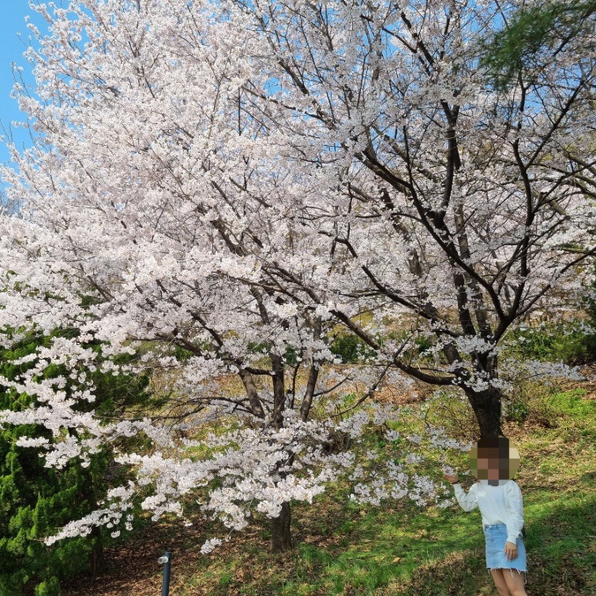  서울벚꽃명소 워커힐 벚꽃후기 서울 벚꽃 드라이브 추천