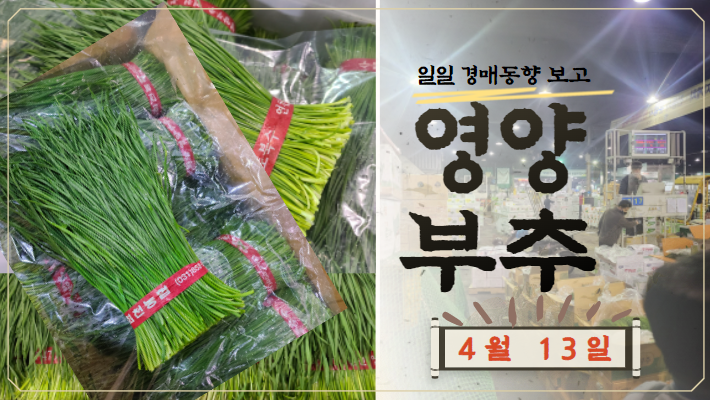 [경매사 일일보고] 가락시장 4월 13일자 "영양부추" 경매동향을 살펴보겠습니다!