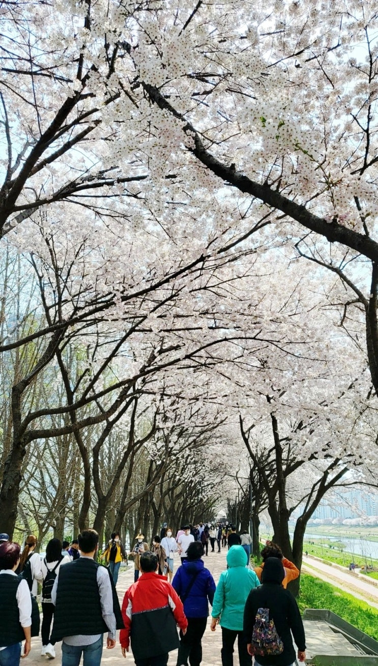  안양천 벚꽃놀이