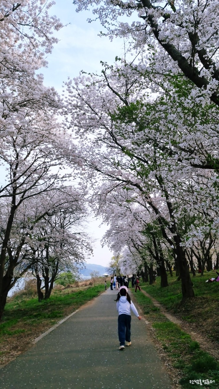 가평) 대성리 국민관광지 벚꽃 명소 아이와 가볼만한곳