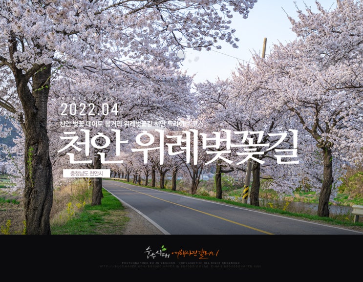  천안 벚꽃 데이트 볼거리 위례벚꽃길 천안 드라이브 코스(4/12)
