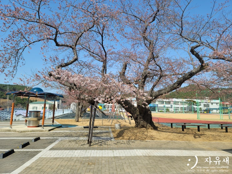 태안 가제산 벚꽃 숨은 명소 충남 태안 이원초등학교 벚꽃 드라이브 데이트 코스로 딱