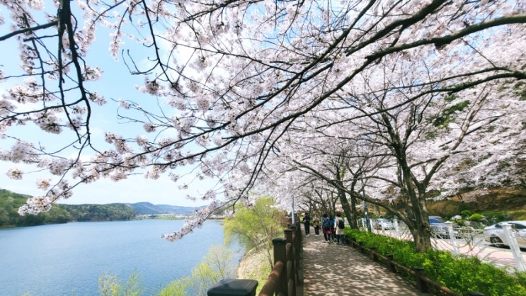  광교저수지 광교마루길 벚꽃만개 주차정보등(광교산/광교저수지/화성성곽길/광교호수공원)