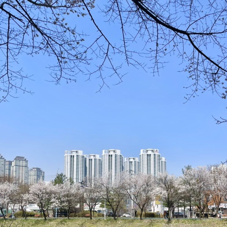  220402~220406 / 나혼먹(나 혼자 먹는다), 벚꽃 구경, 한국사 시험 준비