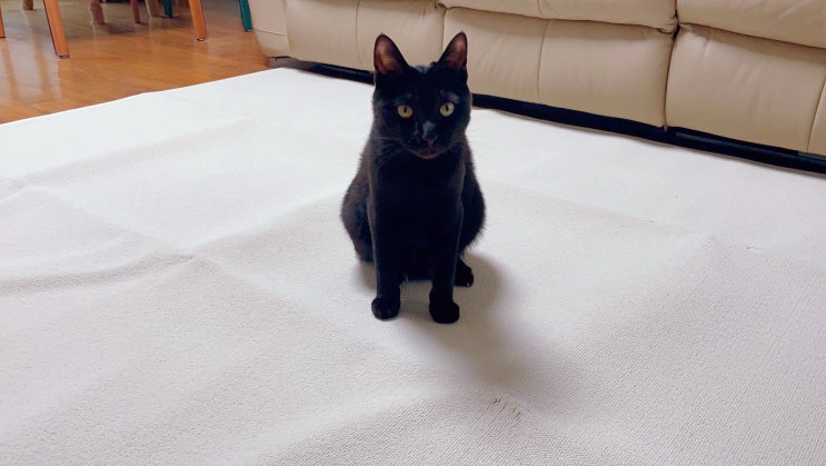  먼지날림없는 깔끔한 가르르 고양이 스크래쳐 펫테리어 대만족!!
