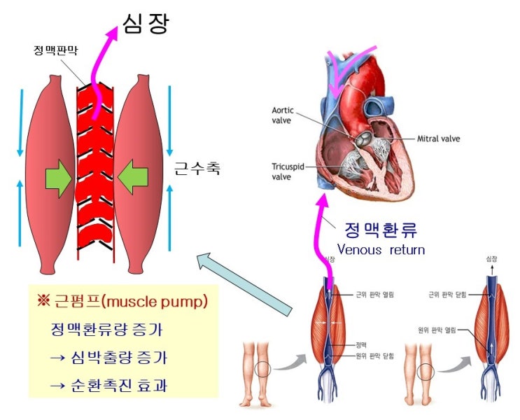  근육펌프 Muscle Pump와 순환원리