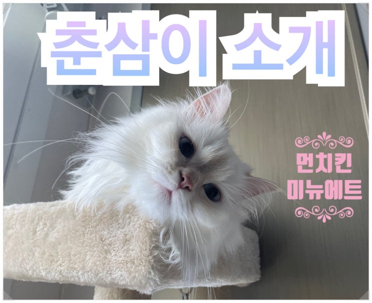 [먼치킨 춘삼] 첫째냥이 입니다!