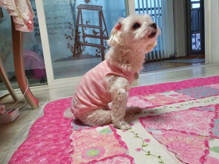  말티즈 광견병 예방주사 부작용