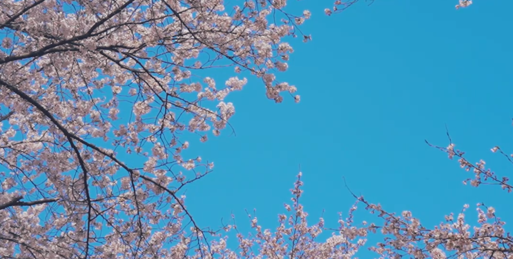  춘천 벚꽃명소 TOP3 에 대해서 함께 알아볼까요?