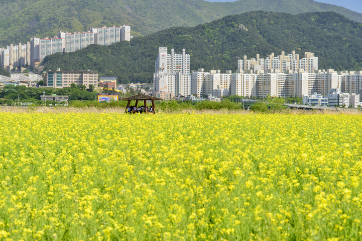올해는 볼 수 있는 부산 유채꽃명소 대저생태공원