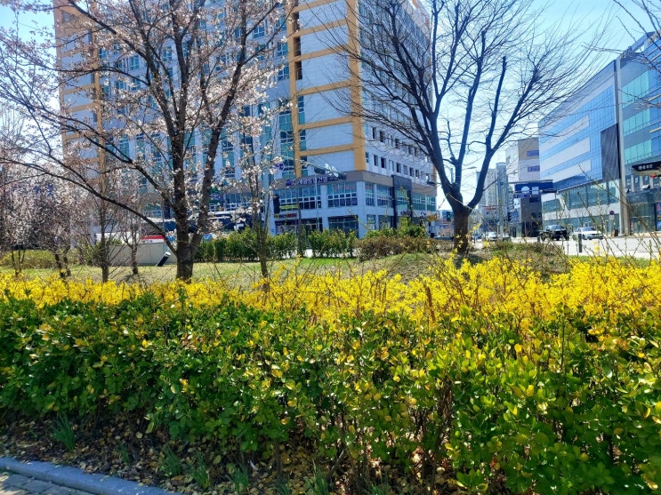  충북혁신도시 꽃길을 걸으며~
