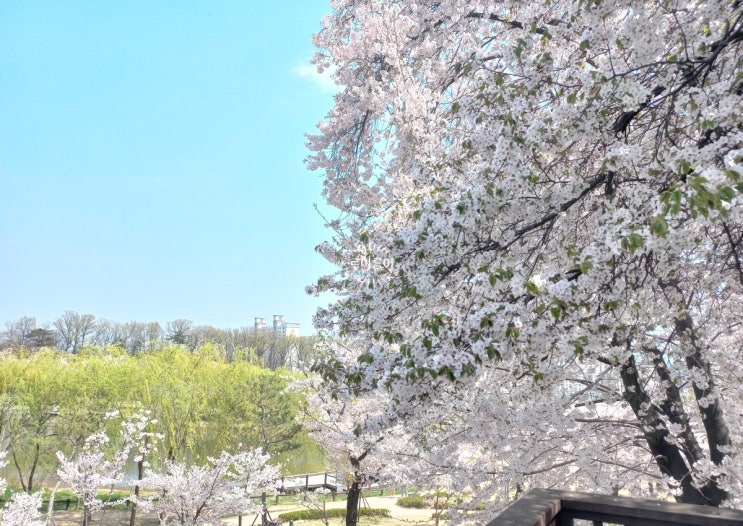 서울 벚꽃 피크닉 아기랑 갈만한곳 북서울꿈의숲