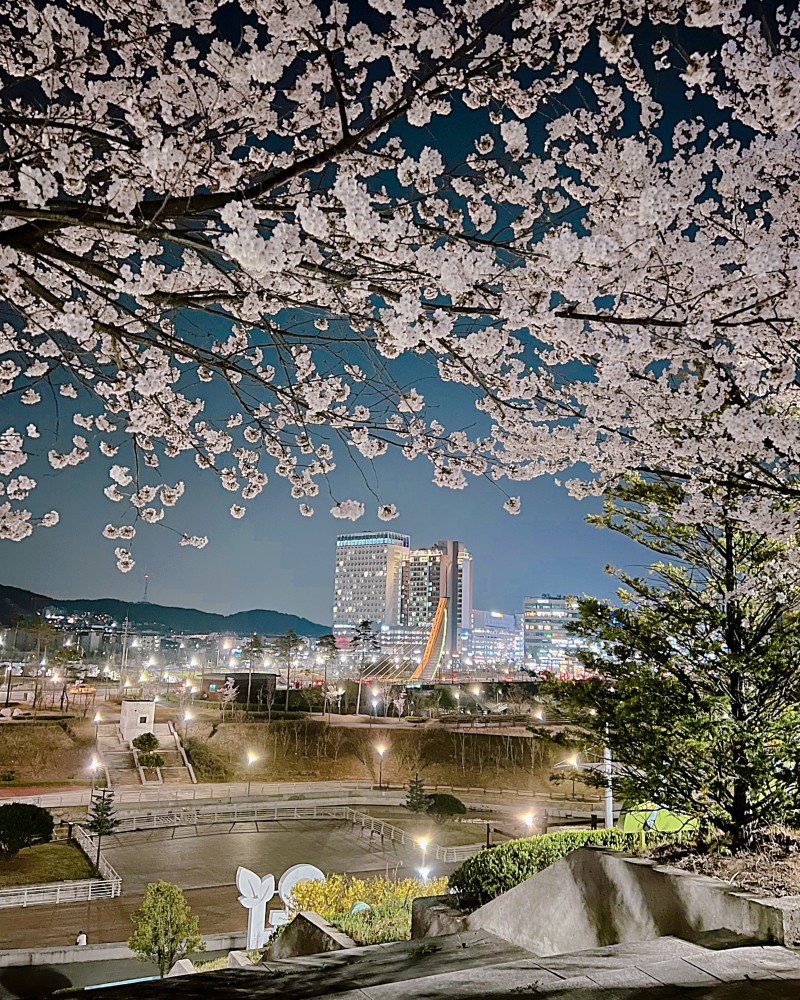 파주 운정 벚꽃명소 추천! 🌸운정 호수공원, 소리천길🌸 : 네이버 블로그