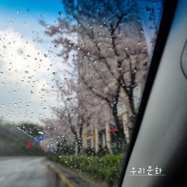 봄꽃 이야기(벛꽃,개나리,산수유,유채꽃) 봄꽃 이야기(벛꽃,개나리,산수유,유채꽃)