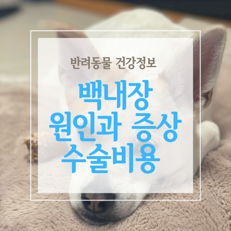  강아지 백내장 초기 증상과 수술 비용 그리고 영양제