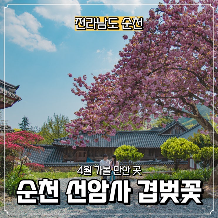  [전라남도] 순천 겹벚꽃 명소, 선암사 겹벚꽃 개화시기
