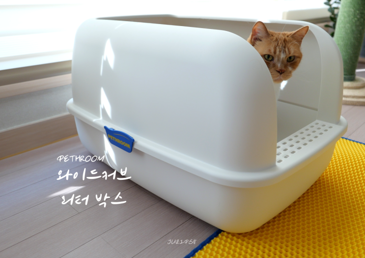  고양이화장실 추천 냄새 걱정 없고 사막화 방지에도 좋은 페스룸 와이드커브