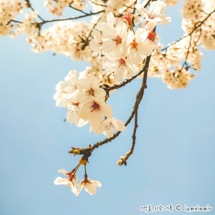 진해는 온통 벚꽃 천지, 경화역공원 & 여좌천