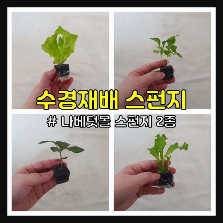 수경재배 스펀지