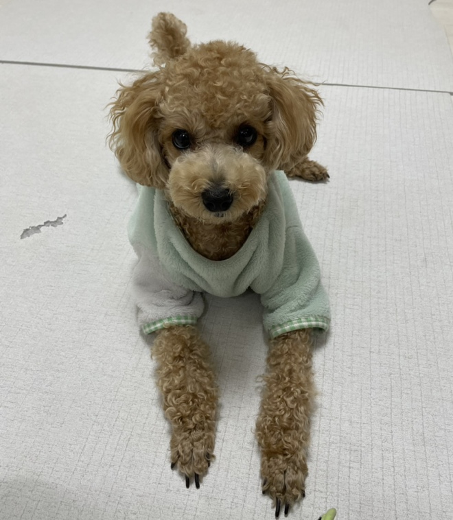  다이소 반려동물 장난감, 사료발사건 리뷰