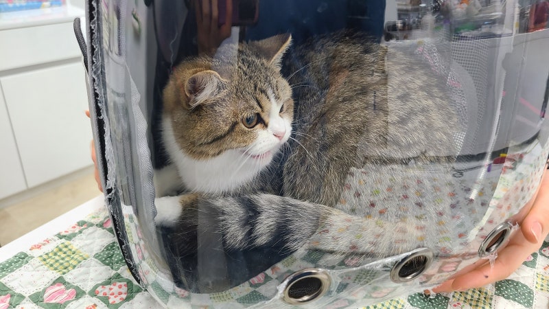 고양이 중성화, 지금 해도 될까요? 수술을 안하면 어떤가요? : 네이버 블로그 고양이 중성화, 지금 해도 될까요? 수술을 안하면 어떤가요? : 네이버 블로그