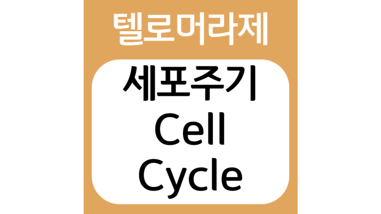 세포주기(Cell cycle) feat. 암세포