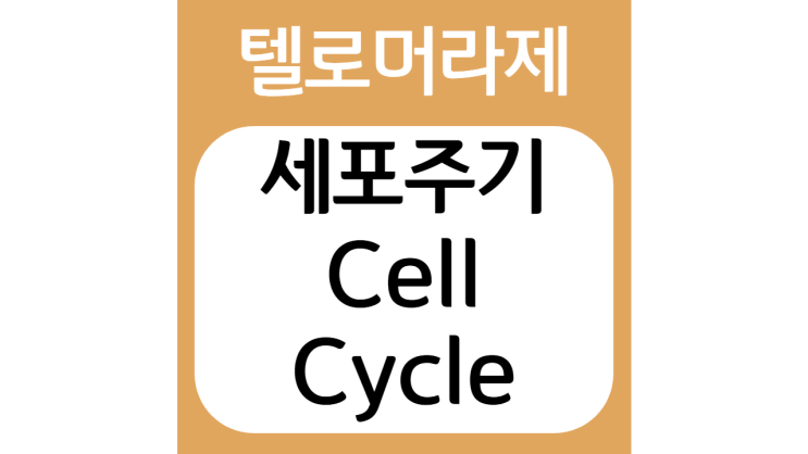  세포주기(Cell cycle) feat. 암세포