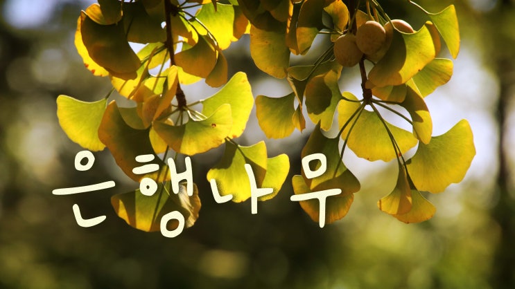  은행나무 - 독성식물
