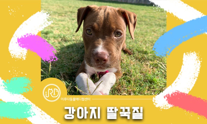 개 배를 간질이는 방법