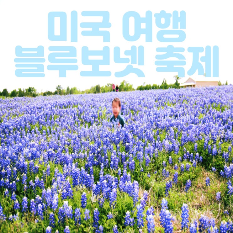  미국 여행 텍사스 채플힐의 블루보넷 축제 , 넌 언제부터 그렇게 우아했니?