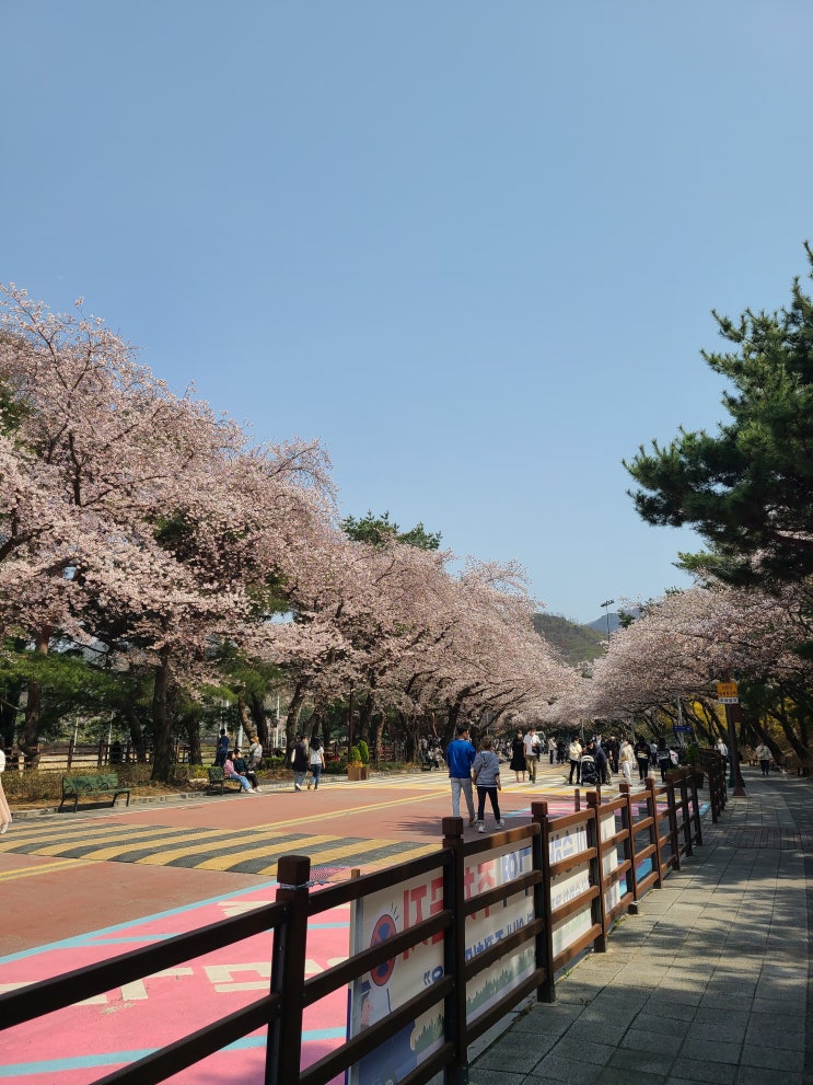  [경기 과천] 경마공원 데이트 (+어플사용법), 렛츠런파크 벚꽃놀이