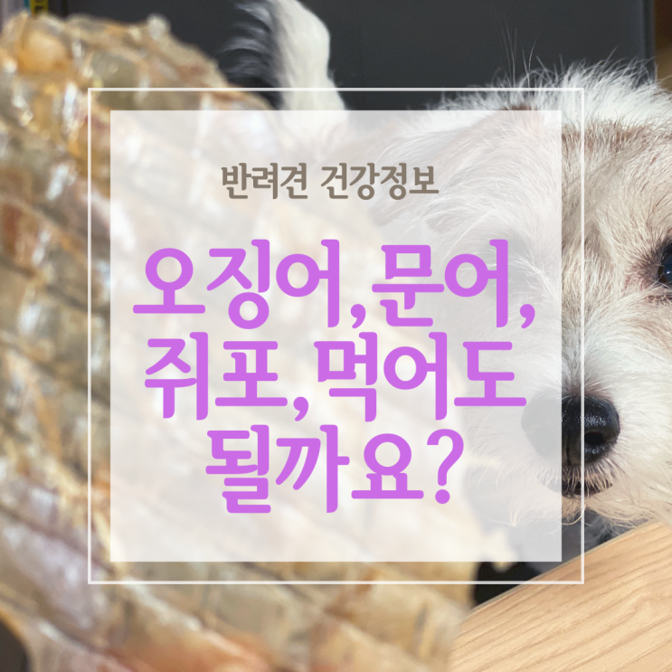  강아지 마른 오징어와 문어, 쥐포 먹어도 될까?