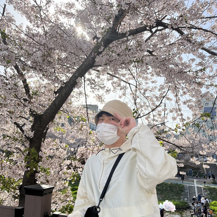  장래희망 : 벚꽃