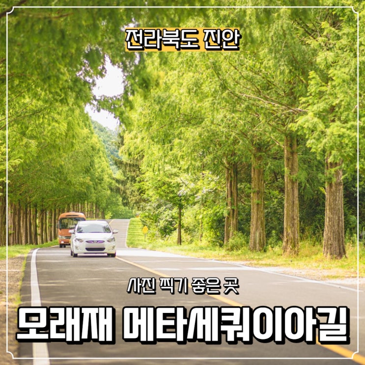  [전라북도] 진안 모래재 메타세쿼이아길 어느 여름날